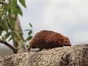 Groot egeltanrek (Setifer setosus), 5 of 5