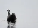 Ringfoek (Pusa hispida), 9 of 13