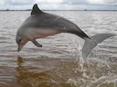 Guyana-seepor (Sotalia guianensis), 3 of 7