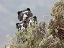 Brilbeer (Tremarctos ornatus), 3 of 7