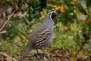 Extremadura exige al Gobierno frenar la reducción de la caza de la codorniz que plantea la Unión Europea

Extremadura pide al Gobierno de España que se oponga de forma co
