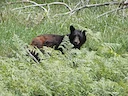 Oso negro oriental (Oso negro común, Oso negro norteamericano) (Ursus americanus americanus), 2 of 3