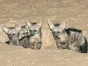 Suider-aardwolf (Proteles cristatus), 3 of 5