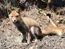 Rooibos (Vulpes vulpes), 11 of 11