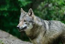 Wolf Lebenserwartung Deutschland: Fakten zu Alter, Sinne und Jagdfähigkeiten

Wie alt werden Wölfe in Deutschland? Alle Fakten zu Lebenserwartung, Hörkraft, Sehfähigkeit 