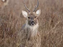Swampbok (Rucervus duvaucelii), 4 of 5