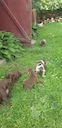 🐾✨ Meet the adorable hunting dog puppies! 🐶❤️

These little bundles of joy are not just cute; they are born to be champions! 🏆 From a young age, they’re full of energy