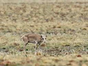Saiga-antilope (Saiga tatarica), 6 of 8