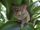 Wallace-se-tarsier (Tarsius wallacei), 2 of 2