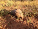 Temminck se grondpangolin (Smutsia temminckii), 2 of 5