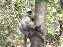 Bengaalse heilige langur (Semnopithecus entellus), 1 of 5