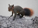 Suidelike Amasoniese Rooieekhoring (Sciurus spadiceus), 2 of 2