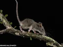 Polinesiese rot (Rattus exulans), 5 of 5