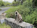 Tou-geelangur (Semnopithecus priam), 3 of 3