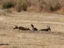 Kitvos (Vulpes macrotis), 2 of 7