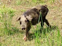 Wilde vark (Sus scrofa), 1 of 5
