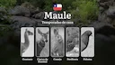 Fechas de caza en la región del Maule, Chile: temporadas y características, permisos y mejores épocas para cazar, prohibiciones y límites
Normas y plazos de caza, partic Fechas de caza en la región del Maule, Chile: temporadas y características, permisos y mejores épocas para cazar, prohibiciones y límites
Normas y plazos de caza, partic