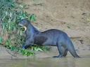 Reuseotters (Pteronura brasiliensis), 3 of 6