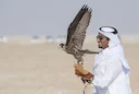 Desert hunting with the falcons of Abu Dhabi