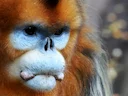 Goudsnubbe-aap (Rhinopithecus roxellana), 1 of 6
