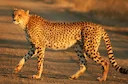 Cheetahs are fairly easy to tame and have been helping people hunt since ancient Egypt. Cheetah hunting was widespread in the Middle Ages among the rulers of the Middle E Cheetahs are fairly easy to tame and have been helping people hunt since ancient Egypt. Cheetah hunting was widespread in the Middle Ages among the rulers of the Middle E