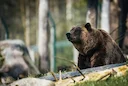 В Канаде мужчина оказался в больнице после встречи с медведицей-гризли в провинции Альберта.
Инцидент произошел в 53 километрах к северо-западу от города Калгари возле пе