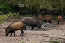 Peste Porcine Africaine: la filière du Gers en alerte et réclame l'élimination totale des sangliers
La découverte de foyers de Peste Porcine Africaine (PPA) aux portes Peste Porcine Africaine: la filière du Gers en alerte et réclame l'élimination totale des sangliers
La découverte de foyers de Peste Porcine Africaine (PPA) aux portes