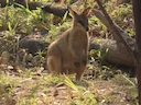 Agiele rooibok (Agiele kangoeroe)