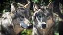 Judge Issues Injunction Blocking Wisconsin Fall Wolf Hunt
A judge on Friday (10/22/2021) halted Wisconsin's fall wolf season two weeks before hunters were set to take to 