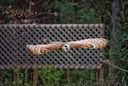 The Barn Owl is a nocturnal raptor measuring nearly 40 cm, with a wingspan of nearly a metre. It has a characteristic face, heart-shaped, white plumage on its breast and 