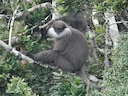Perssegesig-langur (Semnopithecus vetulus), 3 of 4