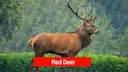Top 5 der meistgejagten Tiere in Österreich
Österreich ist ein Land mit einer reichen Tierwelt, von alpinen Wäldern bis zu weiten Ebenen, und viele seiner Tierarten werd Top 5 der meistgejagten Tiere in Österreich
Österreich ist ein Land mit einer reichen Tierwelt, von alpinen Wäldern bis zu weiten Ebenen, und viele seiner Tierarten werd