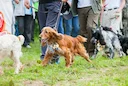Mi è piaciuta molto l'esposizione di cani da caccia in Italia. Ho visto molte diverse razze di cani e ho imparato molto su di loro. È stato anche interessante parlare con