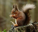 Rooie eekhoring (Hudsonse eekhoring) (Tamiasciurus hudsonicus), 1 of 3