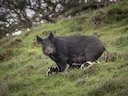 Wilde vark (Sus scrofa), 5 of 5