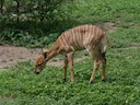 Laaglandnyala (Tragelaphus angasii), 4 of 4