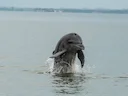Gewone bottelneusdolfyn (Tursiops truncatus), 6 of 6