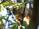 Swartstreep-kapusien (Sapajus libidinosus), 2 of 4
