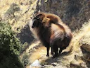 Himalajase tamrın (Jemlahicus-tamrın) (Hemitragus jemlahicus), 1 of 3