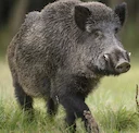 Illegal Wild Boar Releases Confirmed by DNA Testing

DNA analysis has confirmed that feral pigs recently found and destroyed on South Australia’s Limestone Coast were ill