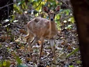 Vierhoringsantilope (Tetracerus quadricornis), 5 of 5