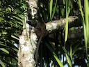 Swart-hand-tamarijn (Saguinus niger), 5 of 5