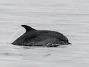 Atlantiese gevlekte dolfyn (Stenella frontalis), 3 of 4