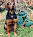 Tyrolean Hound Hunting Dog Review: History, Training, and Field Performance

As a hunter who’s spent years in alpine forests and rugged terrain, I’ve come to respect bree