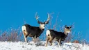 Idaho reports "slightly above average" survival rates in mule deer and elk

In Idaho, mule deer fawn and elk calf survival rates were up, following the latest data collec