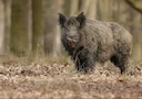 🇨🇦カナダのスーパー豚が🇺🇸アメリカへの侵略を開始しました

この動物は米国のノースダコタ州、サウスダコタ州、モンタナ州、ミネソタ州の４州の一部に侵入し、大きな被害をもたらす可能性がある。

USDA は、野良豚がすでに業界に毎年 25 億ドルの損害を与えていると推定しています。

いわゆる「スーパー豚」は、家畜の豚とユーラシアの