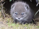Poolvos (Vulpes lagopus), 4 of 7
