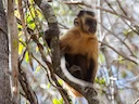 Swartstreep-kapusien (Sapajus libidinosus), 3 of 4