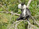 Angola-kolobus Angola-kolobus