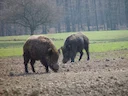 Jagd in der Region Eisenstadt-Umgebung: Wildarten, Gesetzgebung, natürliche Besonderheiten, Jägerschaft, Besonderheiten, Fakten, Vereinigungen, Traditionen, Jahreszeiten 